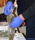 Kryminalni z Kluczborka zlikwidowali plantację marihuany 