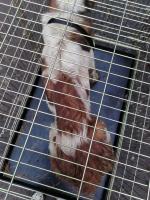 Granice zostały przekroczone! Odebrano ponad 60 psów z pseudohodowli