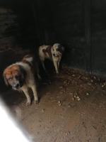 Granice zostały przekroczone! Odebrano ponad 60 psów z pseudohodowli