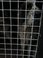 Granice zostały przekroczone! Odebrano ponad 60 psów z pseudohodowli