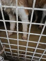 Granice zostały przekroczone! Odebrano ponad 60 psów z pseudohodowli