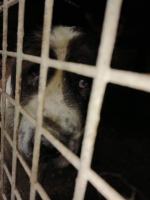 Granice zostały przekroczone! Odebrano ponad 60 psów z pseudohodowli