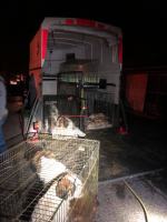 Granice zostały przekroczone! Odebrano ponad 60 psów z pseudohodowli