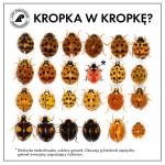 Azjatyckie biedronki arlekiny już kolejny rok z rzędu postanowiły u nas przezimować