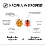 Azjatyckie biedronki arlekiny już kolejny rok z rzędu postanowiły u nas przezimować