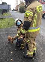Pies zakleszczył się w ogrodzeniu. Na pomoc ruszyli strażacy