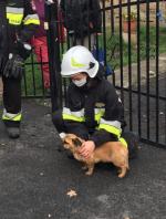 Pies zakleszczył się w ogrodzeniu. Na pomoc ruszyli strażacy