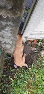 Pies zakleszczył się w ogrodzeniu. Na pomoc ruszyli strażacy