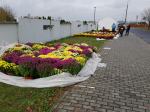 Cmentarze zamknięte. W dalszym ciągu można kupić kwiaty, pomóżmy kupcom
