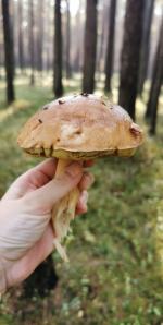 Ciepły listopad jest idealny na grzybobranie. Opolskie lasy pełne grzybów