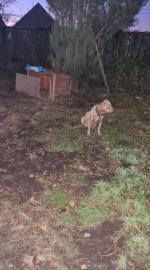 Suczka była "maszyną do rodzenia". Pseudohodowle doprowadzają psu do strasznego stanu