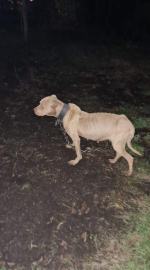 Suczka była "maszyną do rodzenia". Pseudohodowle doprowadzają psu do strasznego stanu