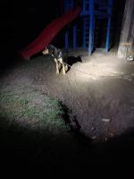 Trzymany na łańcuchu roczny psiak odzyskał "dzieciństwo" dzięki interwencji TOZ