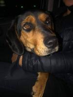 Trzymany na łańcuchu roczny psiak odzyskał "dzieciństwo" dzięki interwencji TOZ