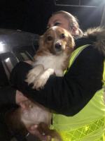 Pseudohodowle wciąż są dużym problemem. Brakuje edukacji