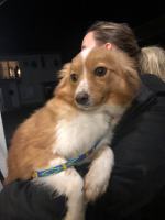 Pseudohodowle wciąż są dużym problemem. Brakuje edukacji