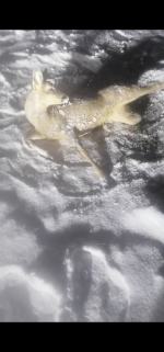 Potrąciłeś lub zauważyłeś ranne zwierzę? Musisz pomóc