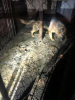 Dramat psów rozgrywał się na plebanii w gminie Grodków