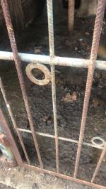 Dramat psów rozgrywał się na plebanii w gminie Grodków