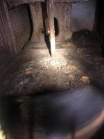 Dramat psów rozgrywał się na plebanii w gminie Grodków