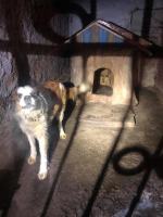 Dramat psów rozgrywał się na plebanii w gminie Grodków