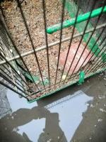 Tragiczne warunki zwierząt u gospodarza w Nysie. Martwe zwierzęta wyrzucał "za płot"