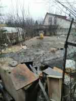 Tragiczne warunki zwierząt u gospodarza w Nysie. Martwe zwierzęta wyrzucał "za płot"