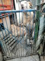 Tragiczne warunki zwierząt u gospodarza w Nysie. Martwe zwierzęta wyrzucał "za płot"