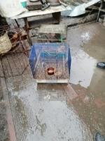 Tragiczne warunki zwierząt u gospodarza w Nysie. Martwe zwierzęta wyrzucał "za płot"