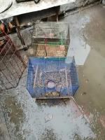 Tragiczne warunki zwierząt u gospodarza w Nysie. Martwe zwierzęta wyrzucał "za płot"