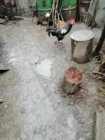 Tragiczne warunki zwierząt u gospodarza w Nysie. Martwe zwierzęta wyrzucał "za płot"