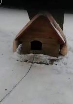Pies niemal zamarzł w budzie. Interwencja w powiecie brzeskim