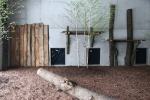 W opolskim zoo szkolą się opiekunowie lwów i tygrysów