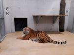 Pierwszy tygrys już w opolskim zoo