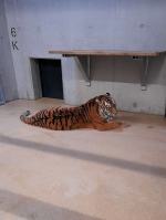 Pierwszy tygrys już w opolskim zoo