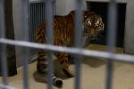 Pierwszy tygrys już w opolskim zoo