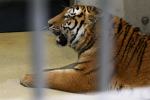 Pierwszy tygrys już w opolskim zoo
