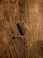 Patyki z gwoździami rozrzucone na opolskim osiedlu. Uważajcie na swoje psy