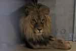 Opolskie zoo ponownie ma króla zwierząt. Dwa lwy są już w ogrodzie