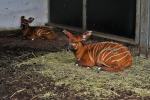 Kolejna antylopa bongo urodzona w Opolu! To ogromny sukces hodowlany zoo