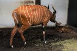 Kolejna antylopa bongo urodzona w Opolu! To ogromny sukces hodowlany zoo