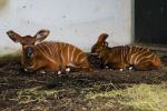 Kolejna antylopa bongo urodzona w Opolu! To ogromny sukces hodowlany zoo