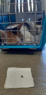 Ktoś strzela do zwierząt w powiecie nyskim