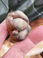 Utopiła psa w studni. 65-latka spod Nysy usłyszała zarzuty. "Rudego" szukała cała wieś