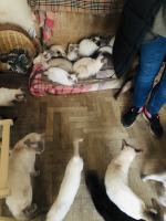 Gospodarz miał w pokoju około 50 kotów, większość potrzebowała pomocy. Interwencja TOZ