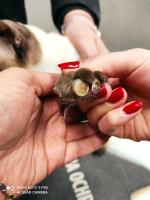 Gospodarz miał w pokoju około 50 kotów, większość potrzebowała pomocy. Interwencja TOZ