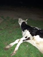 Gmina Rudniki. Rolnik uderza krowę, zwierzę kona i nikt nie reaguje