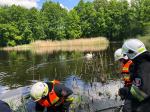Strażacy pomagali zaplątanemu łabędziowi