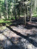 Strażacy gasili pożar w lesie w Kotorzu Małym 