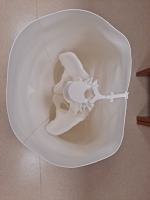 Na Politechnice Opolskiej drukowany jest fantom miednicy